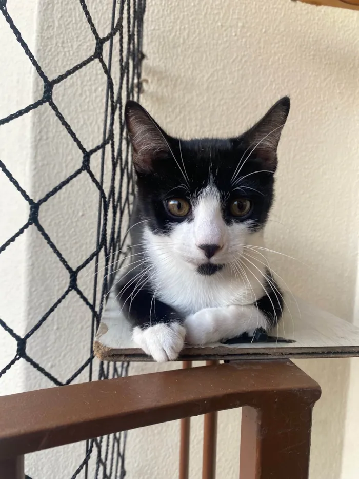 Gato ra a Srd idade Abaixo de 2 meses nome Pedro Henrique 