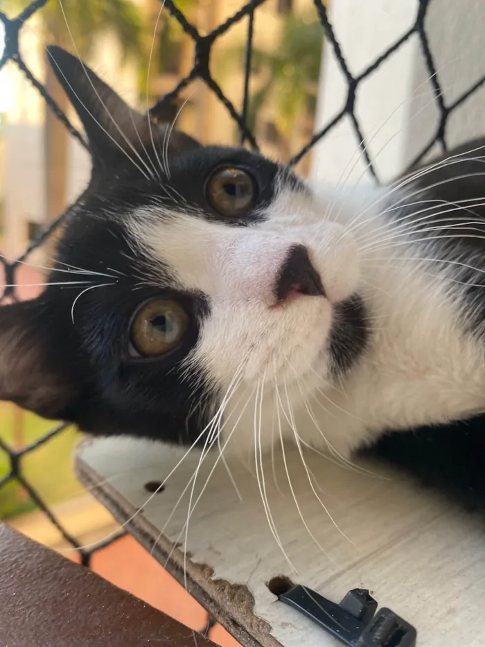 Gato ra a Srd idade Abaixo de 2 meses nome Pedro Henrique 