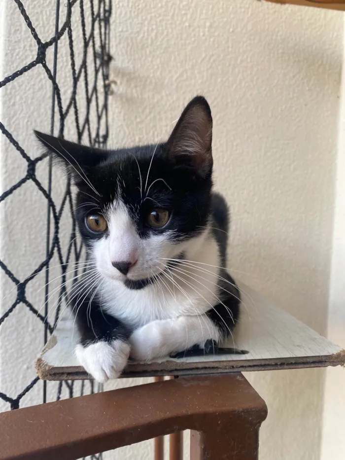 Gato ra a Srd idade Abaixo de 2 meses nome Pedro Henrique 
