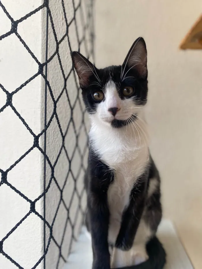 Gato ra a Srd idade Abaixo de 2 meses nome Pedro Henrique 