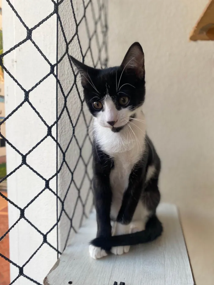 Gato ra a Srd idade Abaixo de 2 meses nome Pedro Henrique 