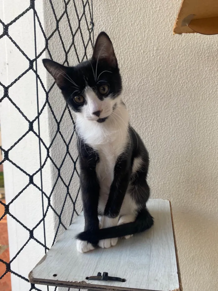 Gato ra a Srd idade Abaixo de 2 meses nome Pedro Henrique 