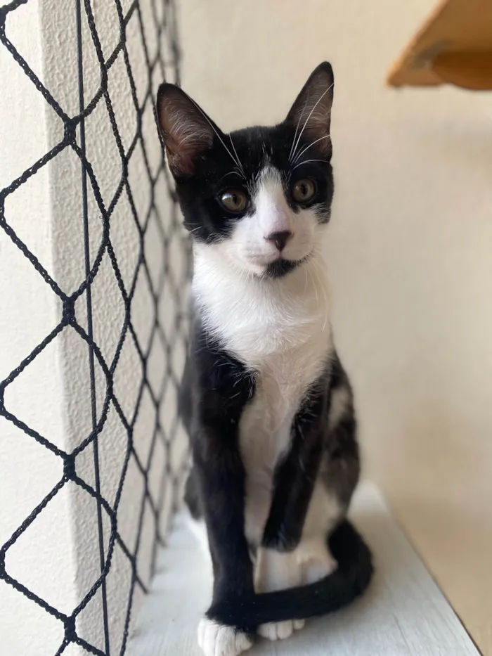 Gato ra a Srd idade Abaixo de 2 meses nome Pedro Henrique 