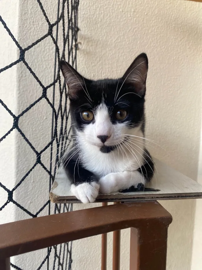 Gato ra a Srd idade Abaixo de 2 meses nome Pedro Henrique 