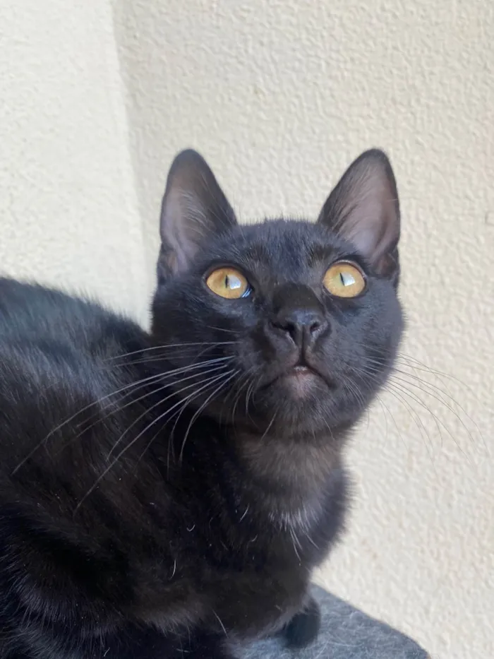 Gato ra a Srd idade 2 a 6 meses nome Augusto César 