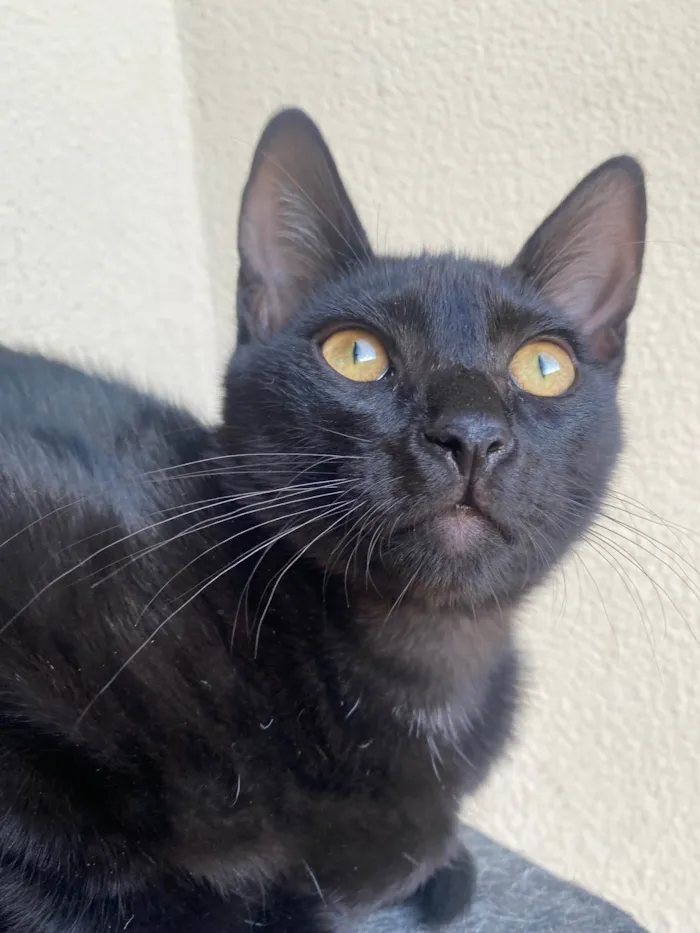 Gato ra a Srd idade 2 a 6 meses nome Augusto César 