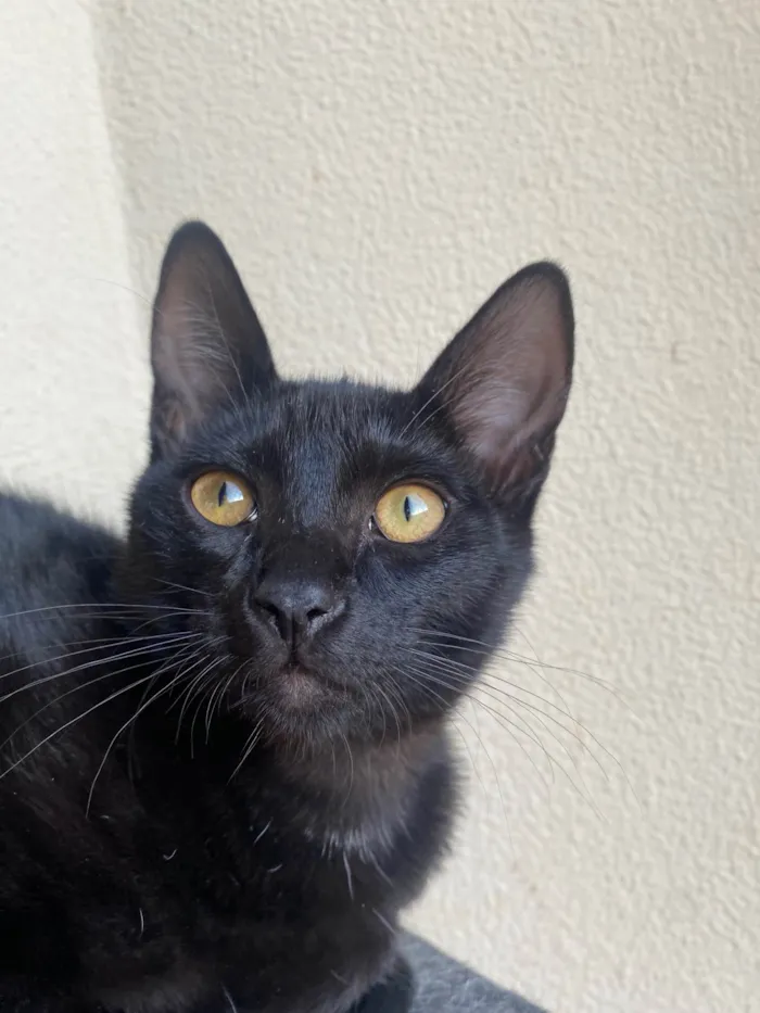 Gato ra a Srd idade 2 a 6 meses nome Augusto César 