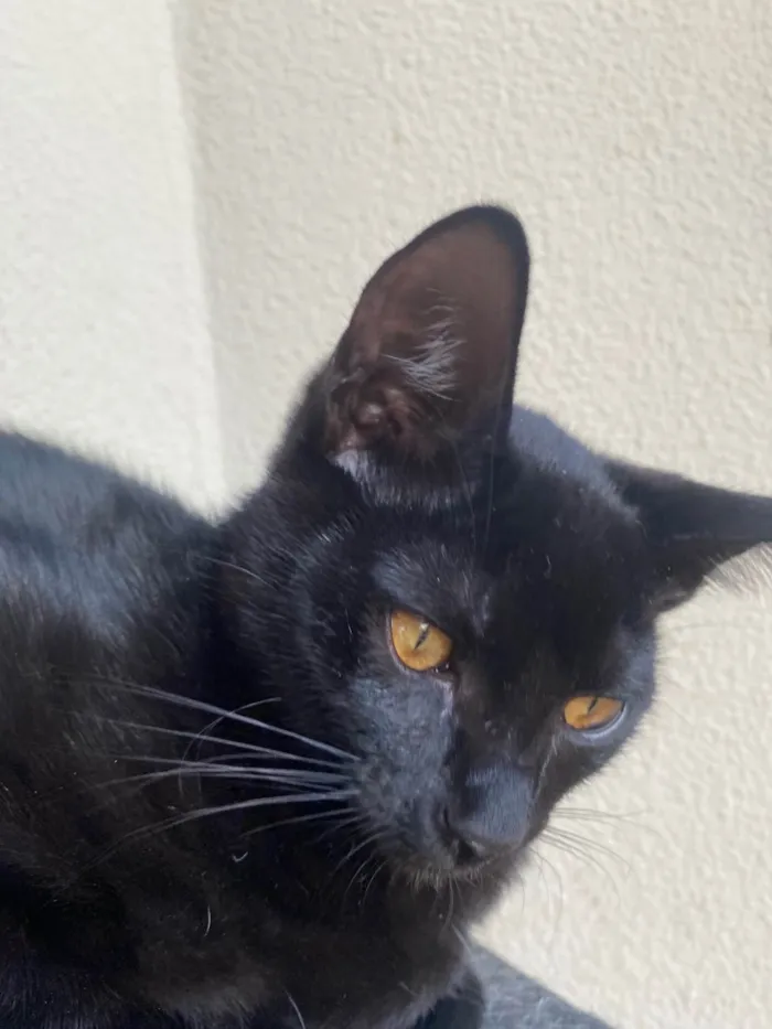 Gato ra a Srd idade 2 a 6 meses nome Augusto César 
