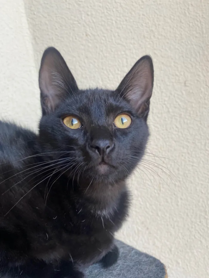 Gato ra a Srd idade 2 a 6 meses nome Augusto César 