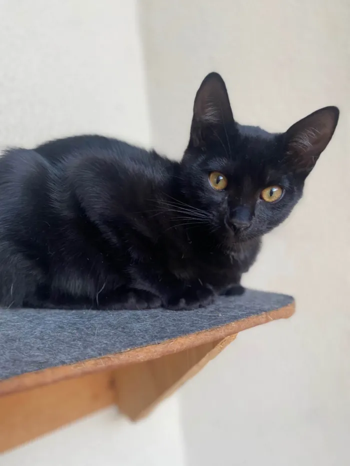 Gato ra a Srd idade 2 a 6 meses nome Augusto César 