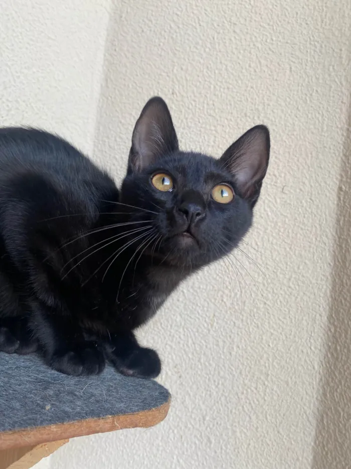 Gato ra a Srd idade 2 a 6 meses nome Augusto César 