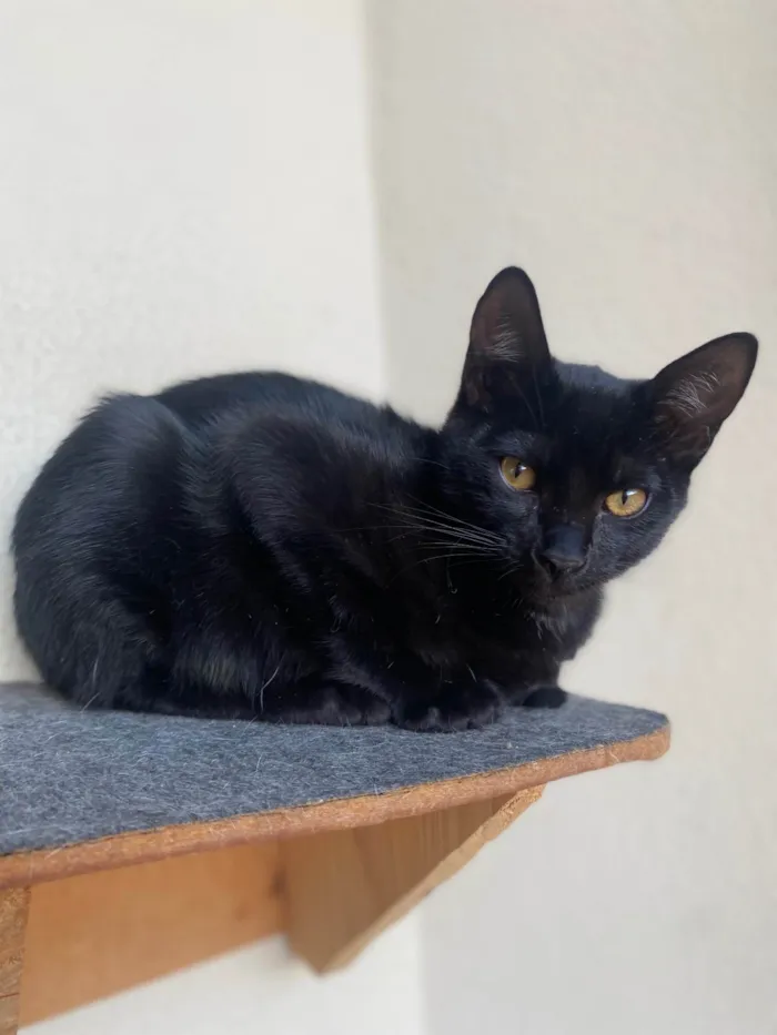 Gato ra a Srd idade 2 a 6 meses nome Augusto César 