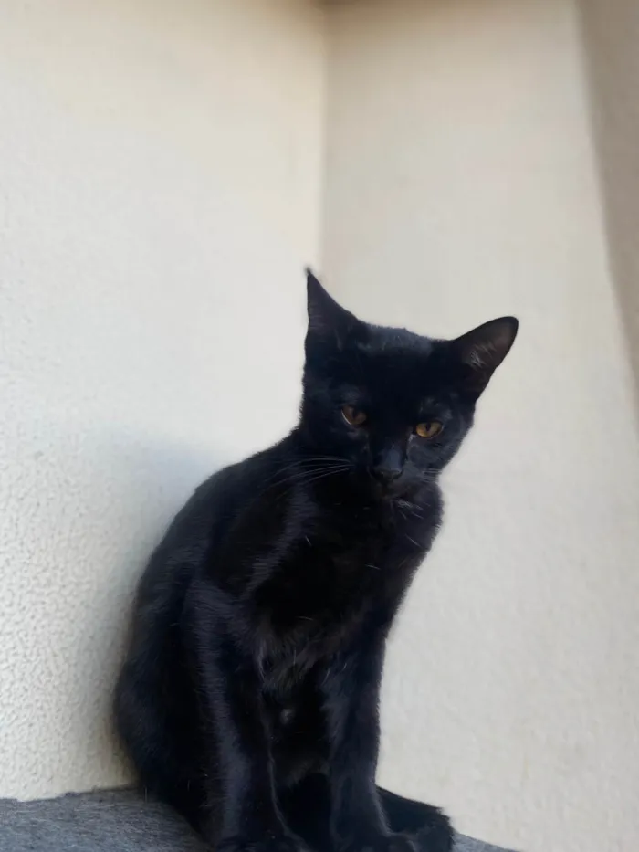 Gato ra a Srd idade 2 a 6 meses nome Augusto César 