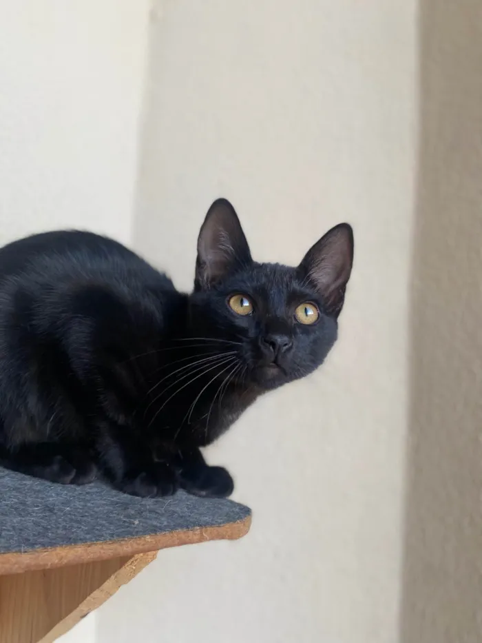 Gato ra a Srd idade 2 a 6 meses nome Augusto César 