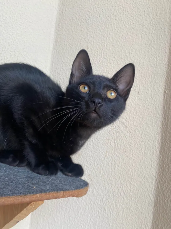Gato ra a Srd idade 2 a 6 meses nome Augusto César 