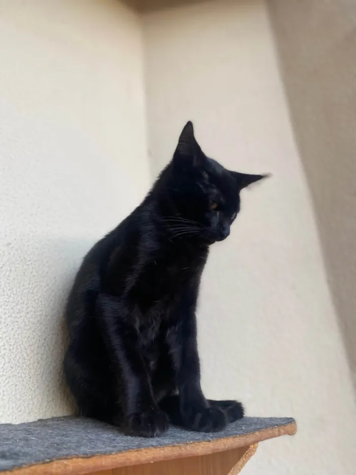 Gato ra a Srd idade 2 a 6 meses nome Augusto César 