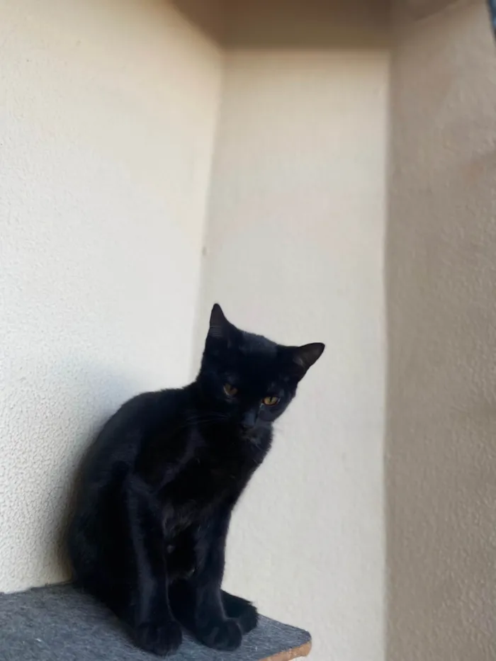 Gato ra a Srd idade 2 a 6 meses nome Augusto César 