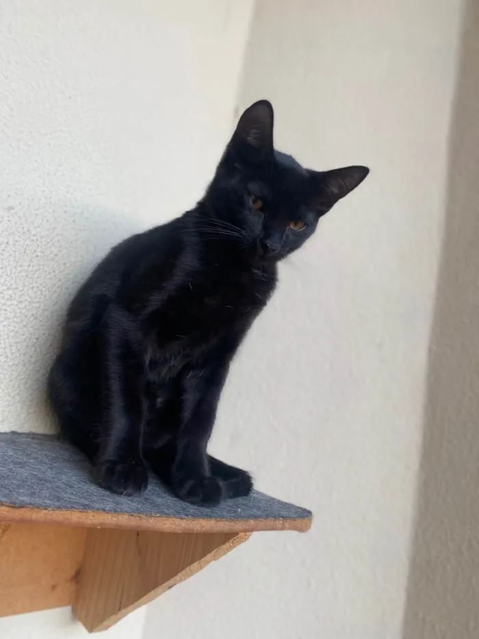 Gato ra a Srd idade 2 a 6 meses nome Augusto César 