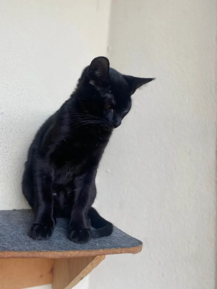 Gato ra a Srd idade 2 a 6 meses nome Augusto César 