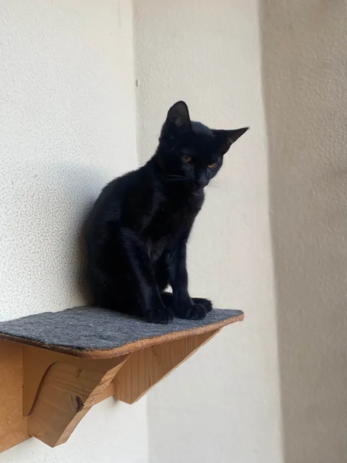 Gato ra a Srd idade 2 a 6 meses nome Augusto César 