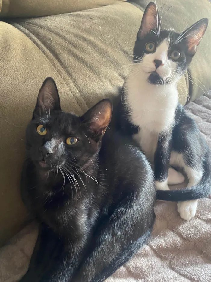 Gato ra a Srd idade 2 a 6 meses nome Augusto César 