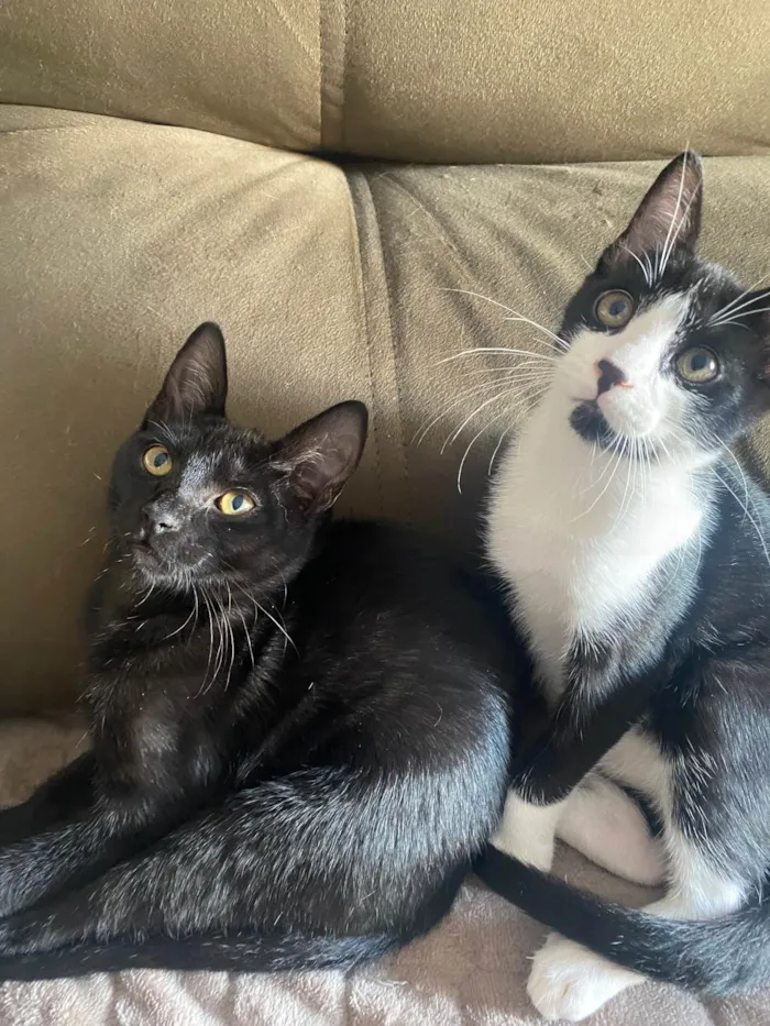 Gato ra a Srd idade 2 a 6 meses nome Augusto César 