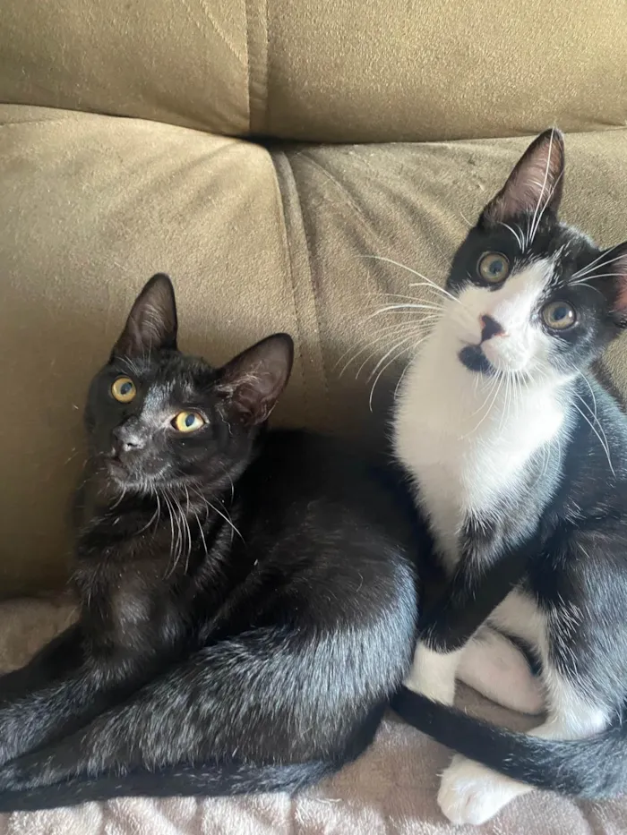 Gato ra a Srd idade 2 a 6 meses nome Augusto César 