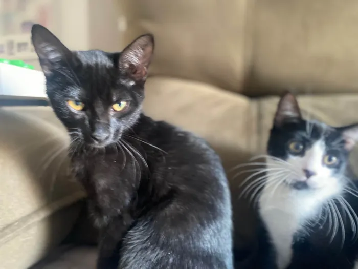 Gato ra a Srd idade 2 a 6 meses nome Augusto César 