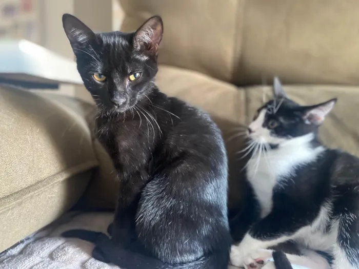 Gato ra a Srd idade 2 a 6 meses nome Augusto César 
