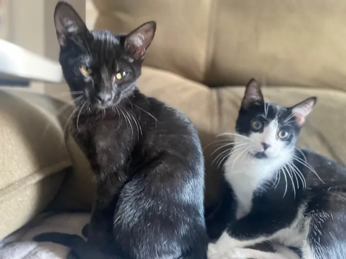 Gato ra a Srd idade 2 a 6 meses nome Augusto César 