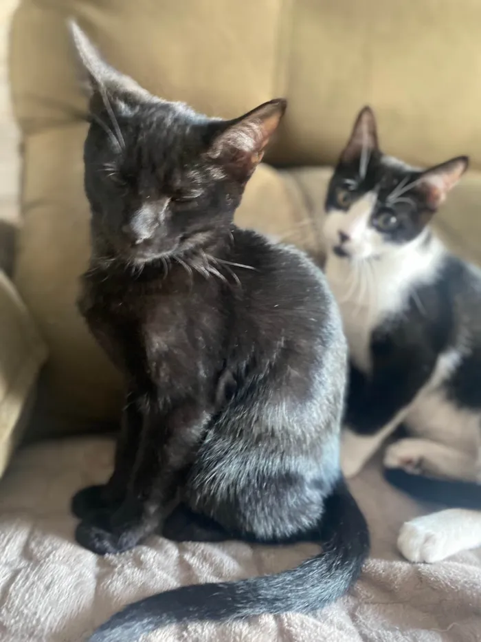 Gato ra a Srd idade 2 a 6 meses nome Augusto César 