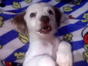 Cachorro raça SRD-ViraLata idade 2 a 6 meses nome tchu tchuca ou bolinha 