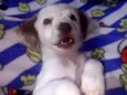 tchu tchuca ou bolinha