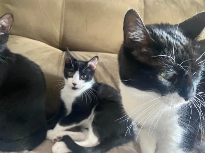 Gato ra a Srd idade 2 a 6 meses nome Augusto César 