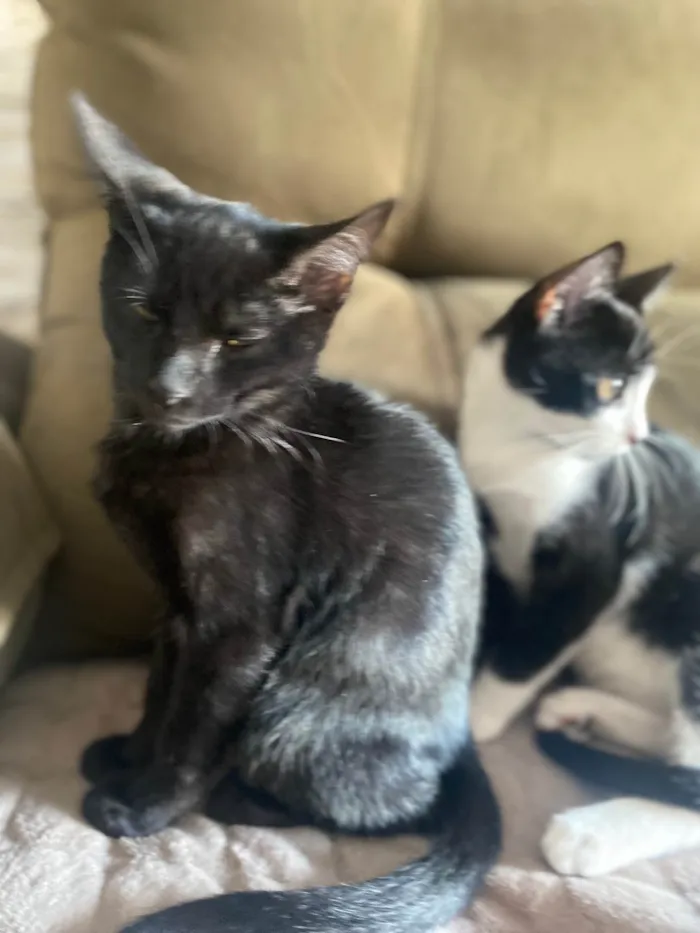 Gato ra a Srd idade 2 a 6 meses nome Augusto César 