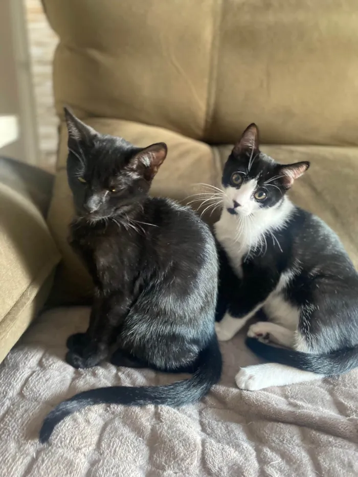 Gato ra a Srd idade 2 a 6 meses nome Augusto César 