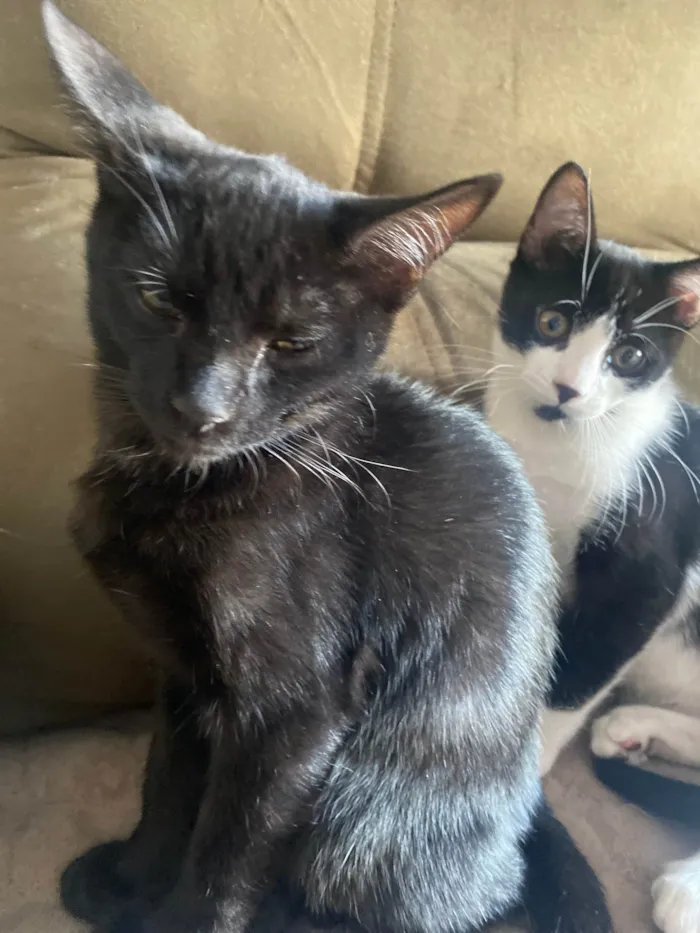 Gato ra a Srd idade 2 a 6 meses nome Augusto César 