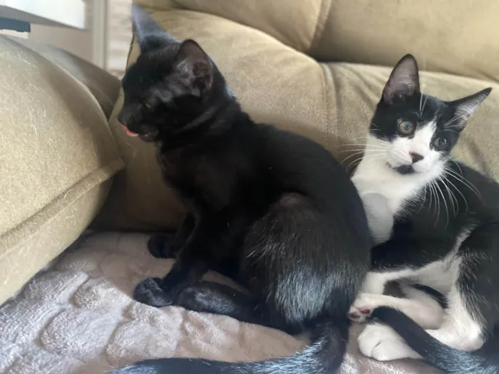 Gato ra a Srd idade 2 a 6 meses nome Augusto César 