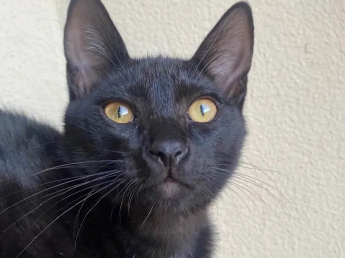 Gato ra a Srd idade 2 a 6 meses nome Augusto César 
