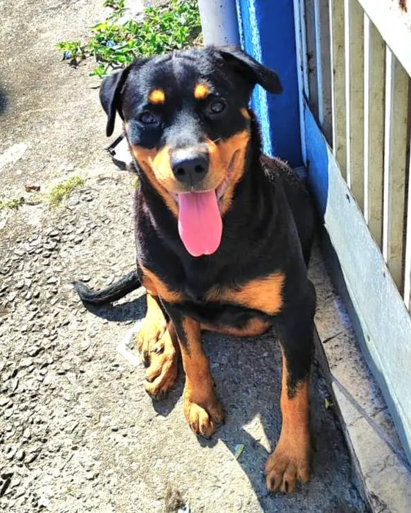 Cachorro ra a Rottweiler idade 7 a 11 meses nome Julia