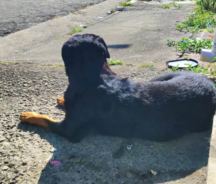 Cachorro ra a Rottweiler idade 7 a 11 meses nome Julia