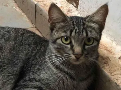 Gato raça SRD-ViraLata idade 1 ano nome Hope