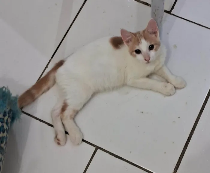 Gato ra a SRD-ViraLata idade 2 a 6 meses nome VICTOR