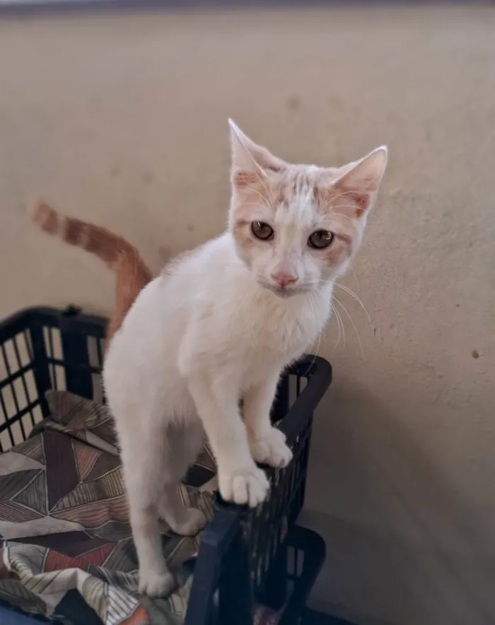Gato ra a SRD-ViraLata idade 2 a 6 meses nome VICTOR
