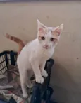 VICTOR