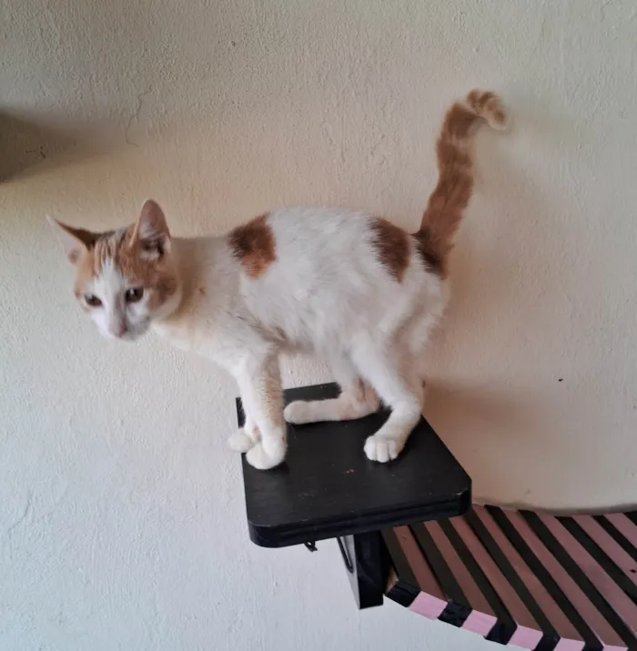 Gato ra a SRD-ViraLata idade 2 a 6 meses nome VICTOR