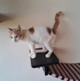 VICTOR