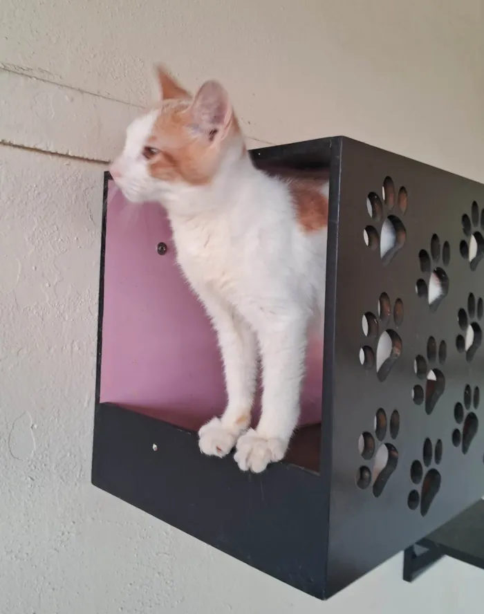 Gato ra a SRD-ViraLata idade 2 a 6 meses nome VICTOR