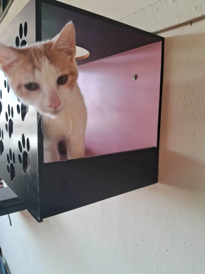 Gato ra a SRD-ViraLata idade 2 a 6 meses nome VICTOR