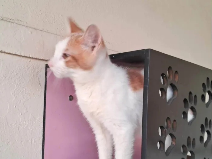 Gato ra a SRD-ViraLata idade 2 a 6 meses nome VICTOR